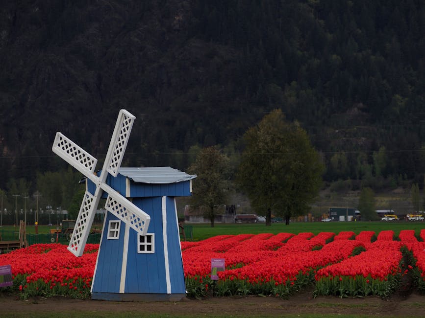 A vibrant scene of a blue windmill amidst red tulip fields in Agassiz, BC.